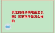 灵芝的孢子简笔画怎么画？灵芝孢子是怎么样的