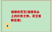 福建收灵芝(福建高山上的珍贵之物，灵芝香飘百里)