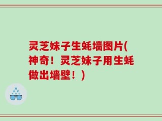 灵芝妹子生蚝墙图片(神奇！灵芝妹子用生蚝做出墙壁！)