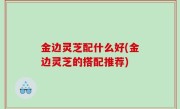 金边灵芝配什么好(金边灵芝的搭配推荐)