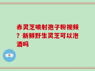 赤灵芝喷射孢子粉视频？新鲜野生灵芝可以泡酒吗