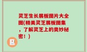 灵芝生长展板图片大全图(精美灵芝展板图集，了解灵芝上的奥妙秘密！)