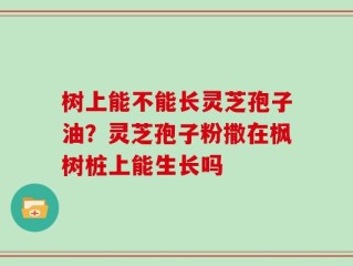 树上能不能长灵芝孢子油？灵芝孢子粉撒在枫树桩上能生长吗
