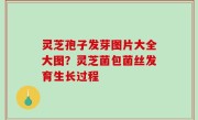 灵芝孢子发芽图片大全大图？灵芝菌包菌丝发育生长过程