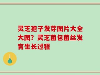 灵芝孢子发芽图片大全大图？灵芝菌包菌丝发育生长过程