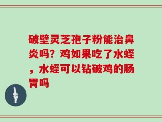 破壁灵芝孢子粉能治鼻炎吗？鸡如果吃了水蛭，水蛭可以钻破鸡的肠胃吗