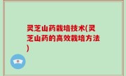 灵芝山药栽培技术(灵芝山药的高效栽培方法)