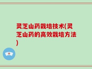 灵芝山药栽培技术(灵芝山药的高效栽培方法)