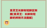 紫灵芝长脚和短脚区别图(紫灵芝：长脚和短脚的辨别方法图解)