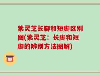 紫灵芝长脚和短脚区别图(紫灵芝：长脚和短脚的辨别方法图解)