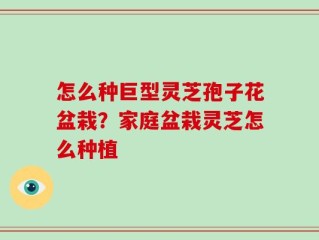 怎么种巨型灵芝孢子花盆栽？家庭盆栽灵芝怎么种植