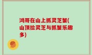 鸿哥在山上抓灵芝蟹(山顶捡灵芝与抓蟹乐趣多)