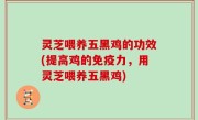 灵芝喂养五黑鸡的功效(提高鸡的免疫力，用灵芝喂养五黑鸡)