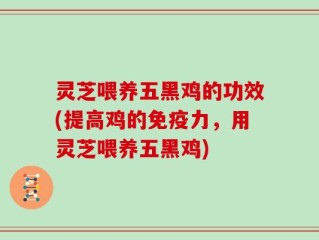 灵芝喂养五黑鸡的功效(提高鸡的免疫力，用灵芝喂养五黑鸡)