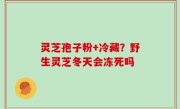 灵芝孢子粉+冷藏？野生灵芝冬天会冻死吗