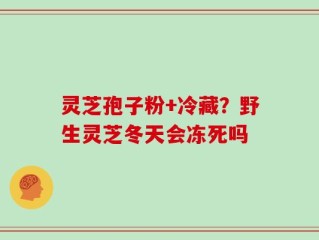灵芝孢子粉+冷藏？野生灵芝冬天会冻死吗