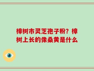 樟树市灵芝孢子粉？樟树上长的像桑黄是什么