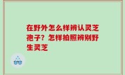 在野外怎么样辨认灵芝孢子？怎样拍照辨别野生灵芝