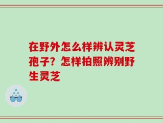 在野外怎么样辨认灵芝孢子？怎样拍照辨别野生灵芝