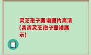 灵芝孢子图谱图片高清(高清灵芝孢子图谱展示)
