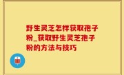野生灵芝怎样获取孢子粉_获取野生灵芝孢子粉的方法与技巧