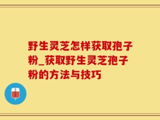 野生灵芝怎样获取孢子粉_获取野生灵芝孢子粉的方法与技巧