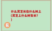 什么灵芝长在什么树上(灵芝上什么树生长？)