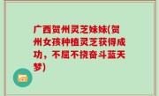 广西贺州灵芝妹妹(贺州女孩种植灵芝获得成功，不屈不挠奋斗蓝天梦)