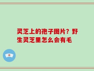灵芝上的孢子图片？野生灵芝里怎么会有毛