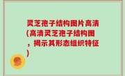 灵芝孢子结构图片高清(高清灵芝孢子结构图，揭示其形态组织特征)