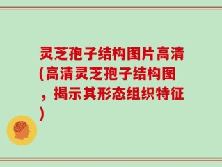 灵芝孢子结构图片高清(高清灵芝孢子结构图，揭示其形态组织特征)