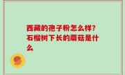 西藏的孢子粉怎么样？石榴树下长的蘑菇是什么