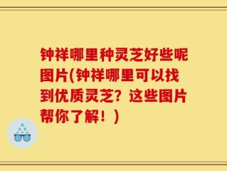 钟祥哪里种灵芝好些呢图片(钟祥哪里可以找到优质灵芝？这些图片帮你了解！)
