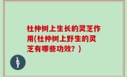 杜仲树上生长的灵芝作用(杜仲树上野生的灵芝有哪些功效？)