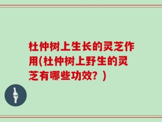杜仲树上生长的灵芝作用(杜仲树上野生的灵芝有哪些功效？)