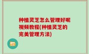 种植灵芝怎么管理好呢视频教程(种植灵芝的完美管理方法)