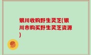 银川收购野生灵芝(银川市购买野生灵芝资源)