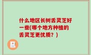 什么地区长树舌灵芝好一些(哪个地方种植的舌灵芝更优质？)