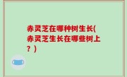 赤灵芝在哪种树生长(赤灵芝生长在哪些树上？)