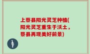 上蔡县阳光灵芝种植(阳光灵芝重生于沃土，蔡县再现美好前景)