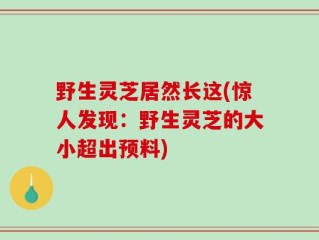 野生灵芝居然长这(惊人发现：野生灵芝的大小超出预料)