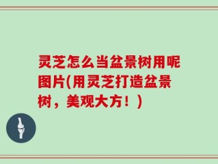 灵芝怎么当盆景树用呢图片(用灵芝打造盆景树，美观大方！)