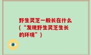 野生灵芝一般长在什么(“发现野生灵芝生长的环境”)