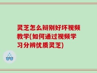 灵芝怎么辩别好坏视频教学(如何通过视频学习分辨优质灵芝)