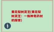黄花梨树灵芝(黄花梨树灵芝：一株神奇药材的探索)