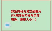 野生药材乌灵芝的图片(珍贵野生药材乌灵芝现身，振奋人心！)