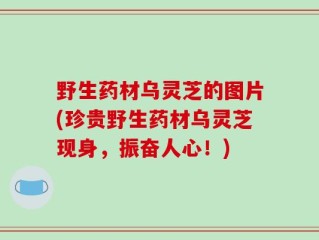 野生药材乌灵芝的图片(珍贵野生药材乌灵芝现身，振奋人心！)