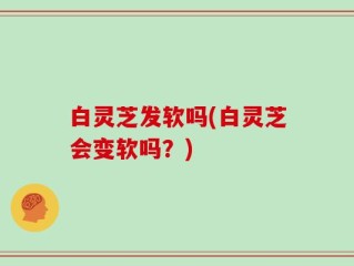 白灵芝发软吗(白灵芝会变软吗？)