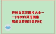 桦树白灵芝图片大全一一(桦树白灵芝图集 展示世界级珍贵药材)
