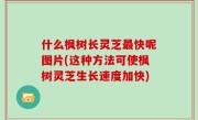 什么枫树长灵芝最快呢图片(这种方法可使枫树灵芝生长速度加快)